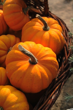 autumn pumpkins asn nice natural food background