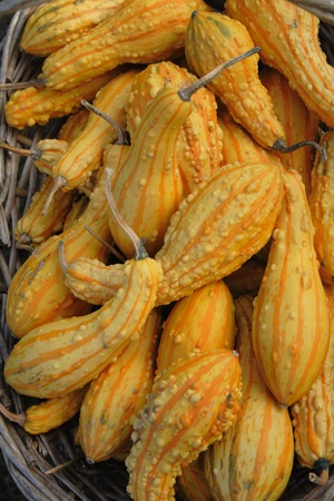 autumn pumpkins asn nice natural food backgroundの写真素材