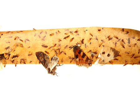 flypaper with flyies on the white backgroundの写真素材