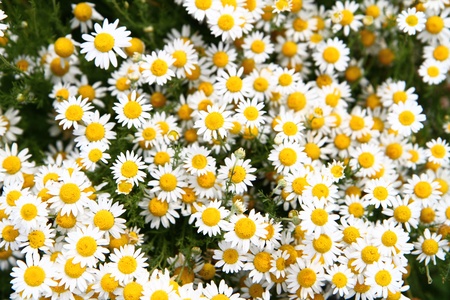 chamomile fieald as very nice floral backgroundの写真素材