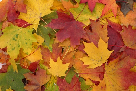 nice Autumn color background from old leaves の写真素材