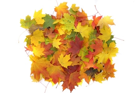 nice autumn color background from old leaves の写真素材