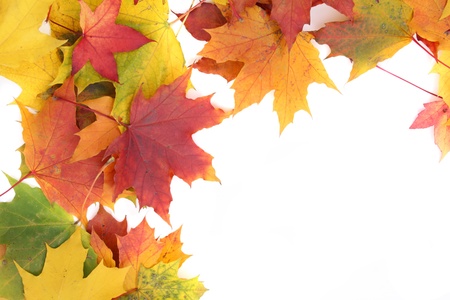 nice autumn color background from old leaves の写真素材