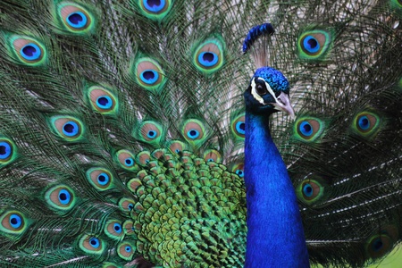 very nice peacock as very nice color backgroundの写真素材