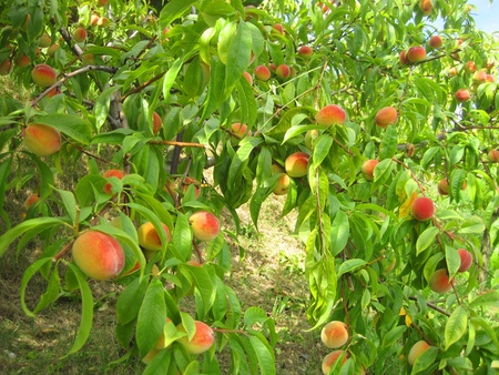 fresh peaches on the peach tree in the garden の写真素材