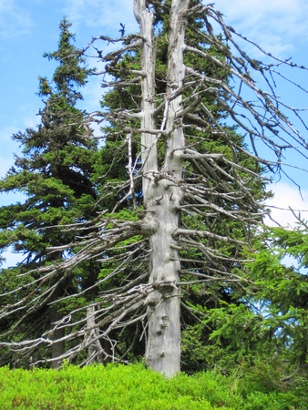 old tree in the Jeseniky mountains in the czech republicの写真素材
