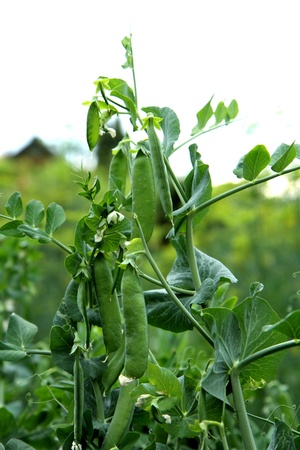 nice green pea from the small czech farmの写真素材