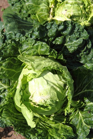 fresh green cabagge from the field as natural backgroundの写真素材