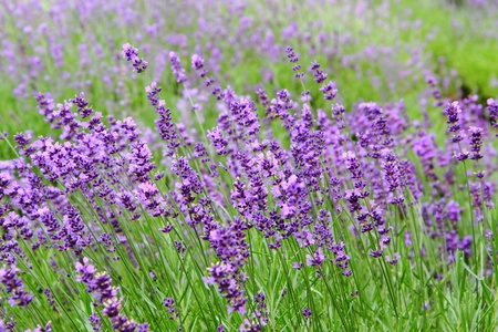 violet levander field from the czech republic の写真素材