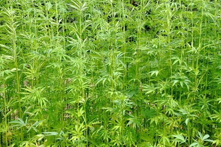 detail of marijuana field from czech republicの写真素材