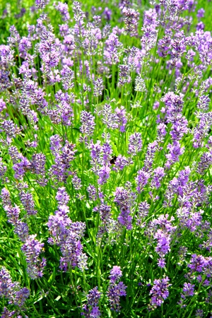 violet levander field from the czech republic の写真素材