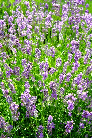 violet levander field from the czech republic 