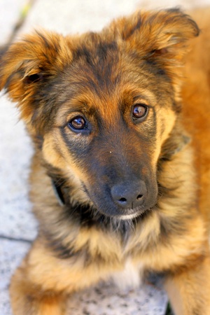 detail of sweet young dog (he is resting)の写真素材