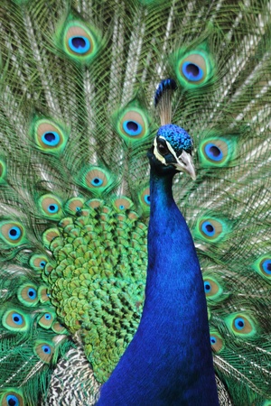 peacock as very nice blue and green animal background の写真素材