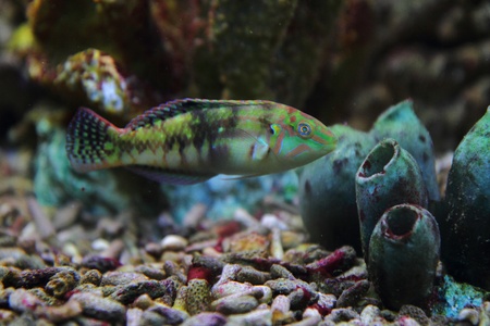 color exotic fish from the deep sea 