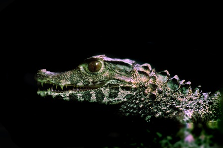 small crocodile isolated on the black backgroundの写真素材