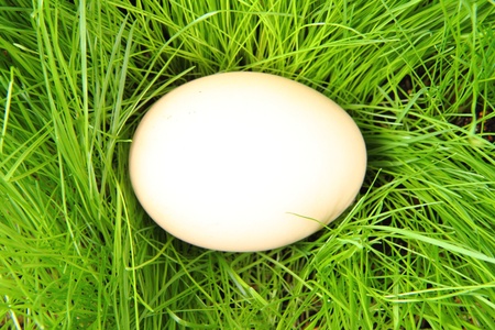 easter egg in the green spring grass の写真素材