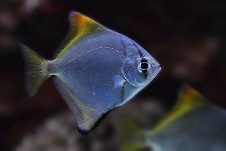 exotic sea fish on the aquarium backgroundの写真素材