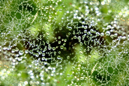 small water drops on the green backgroundの写真素材