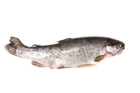 trout fish isolated on the white backgroundの写真素材