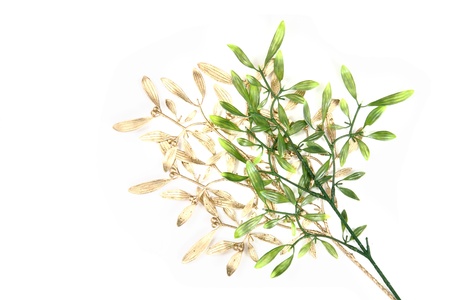 green and gold misteltoe isolated on the white backgroundの写真素材