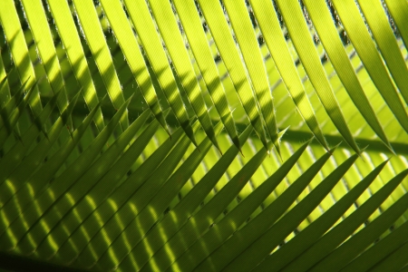 green leaf background from the exotic plantの写真素材