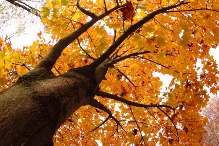 autumn tree as very nice natural backgroundの写真素材
