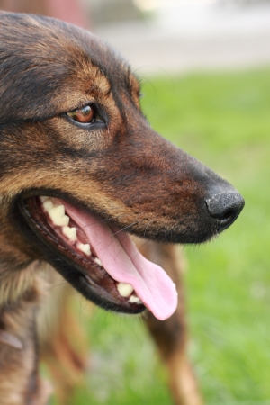 detail of the brown dog  head  in the natureの写真素材