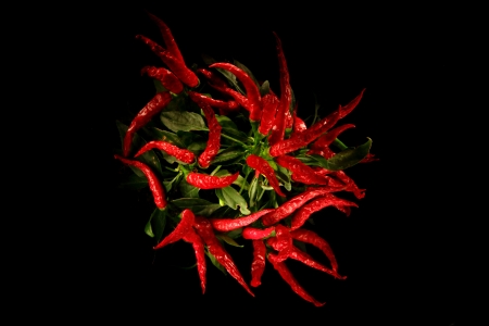 chili isolated on the black background in the darkの写真素材
