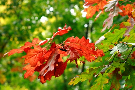 summer leaves background from the oak forest の写真素材