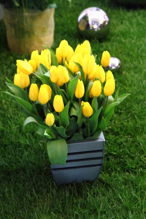 nice yellow tulips in the green garden の写真素材