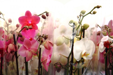 fresch orchids as very nice natural  backgroundの写真素材
