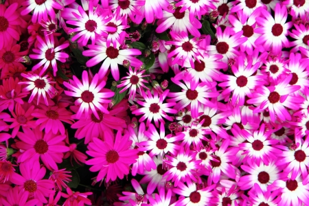 violet flowers as nice natural spring backgroundの写真素材
