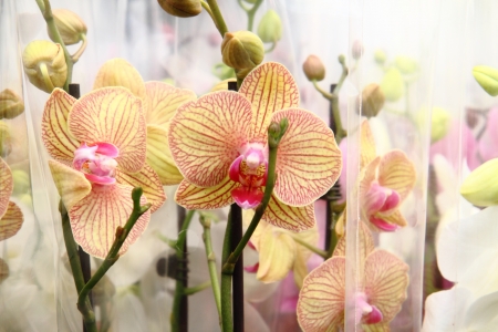 orchid flowers as nice natural spring backgroundの写真素材