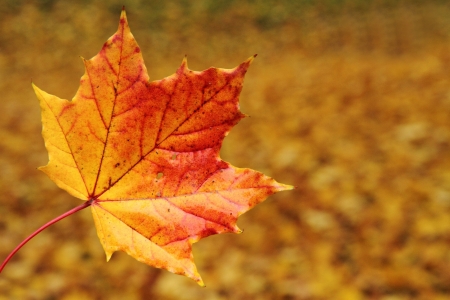 color autumn leaves as nice  natural background