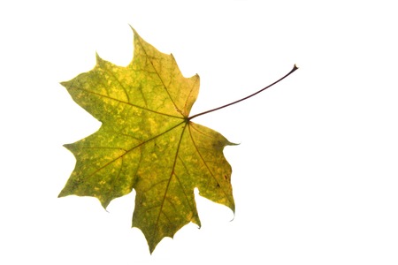 autumnal color leaf isolated on the white background
