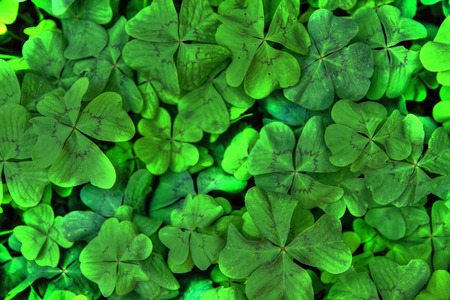 four leaf background (very nice natural texture)