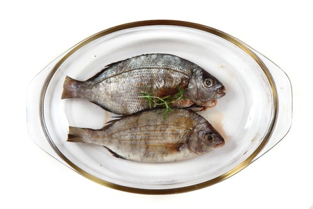 Gilthead seabreams isolated on the white backgroundの写真素材