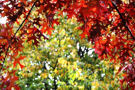 autumnal leaves as very nice natural の写真素材
