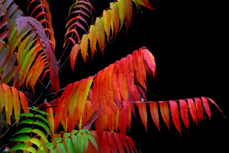 autumnal leaves の写真素材