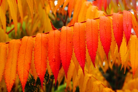 autumnal leaves