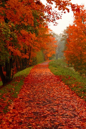 red autumn nature in the czech park