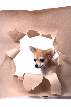 small sweet chihuahua and brown paper hole の写真素材