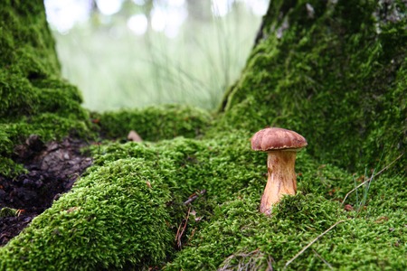 fresh edible mushroom in the green mossの写真素材