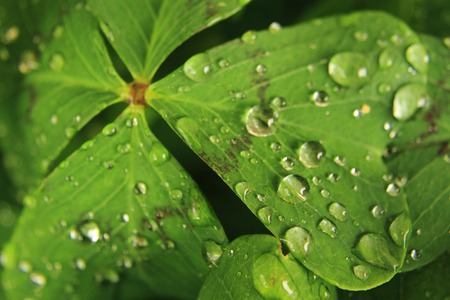 water drops on the green leaf as nice natural backgroundの写真素材
