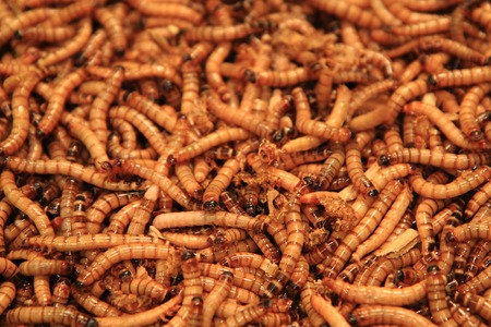 brown fresh worms as exotic food backgroundの写真素材