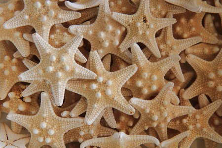 seastar natural old animal texture  starfish background  の写真素材