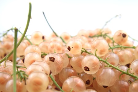 white currant isolated on the white backgroundの写真素材