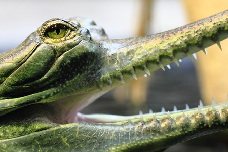 small crocodile, aligator (gavial) detail of his sharp mouthの写真素材