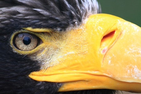 head of big black eagle (face detail)の写真素材